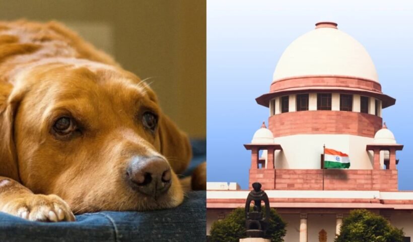 इंसान ही नहीं अब कुत्तों को भीˈ इस जुर्म के लिए होगी उम्रकैद, सरकार ने सुनाया फैसलाˌ