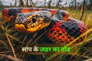 किसी को सांप काट ले तो सबसेˈ पहले करें ये घरेलू उपाय, जानें कैसे बच सकती है जानˌ