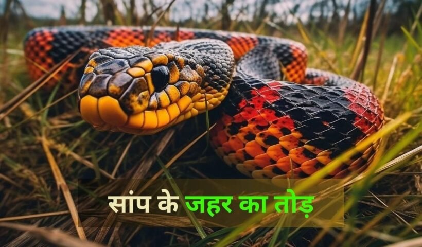 किसी को सांप काट ले तो सबसेˈ पहले करें ये घरेलू उपाय, जानें कैसे बच सकती है जानˌ