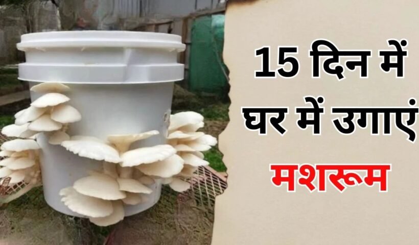 खाने हैं रोज ताजे मशरूम तो 15ˈ द‍िन में इन 2 चीजों से घर में उगा डाल‍िए कुकुरमुत्ताˌ