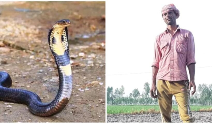 गज़ब! बार-बार काटने आ रही है नागिनˈ इस किसान से हो गई थी एक बड़ी भूल अब तक 7 बार डंसाˌ
