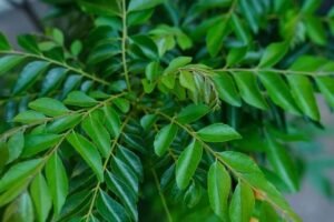 बड़े काम का हैं कढ़ी पत्ते काˈ पानी, इसके सेवन से मिलते हैं गजब के फायदेˌ