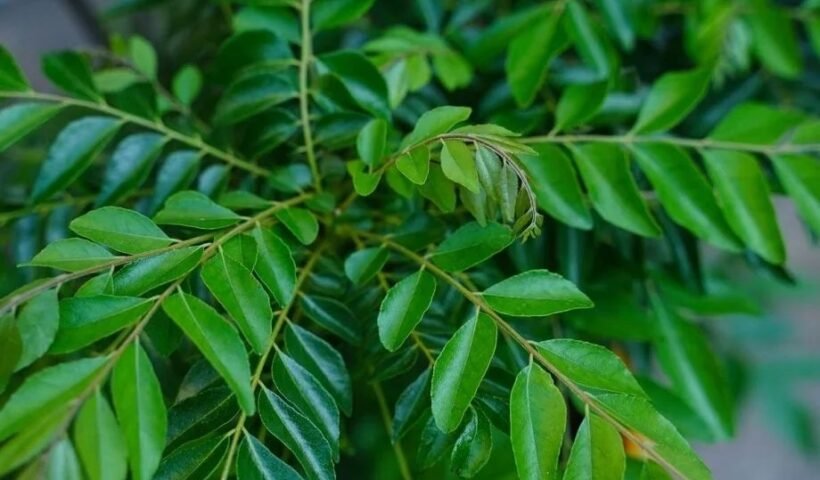 बड़े काम का हैं कढ़ी पत्ते काˈ पानी, इसके सेवन से मिलते हैं गजब के फायदेˌ