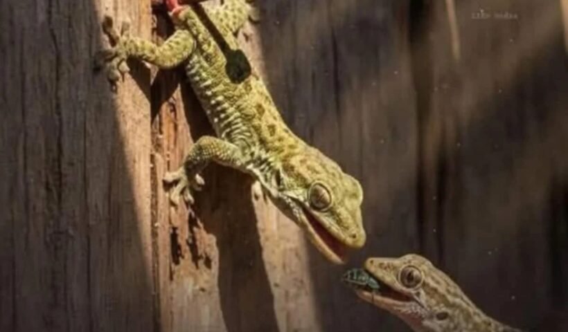 ये है छिपकलियों के लैला-मजनू! 10 सालˈ कील में फंसा रहा नर तो मादा ने खिला-खिला कर रखा जिंदा!ˌ