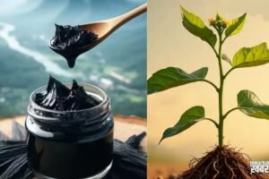 10 घोड़ों जितनी ताकत चाहिए तो शिलाजीत नहीं इस एक जंगली जड़ी-बूटी का करें इस्तेमाल