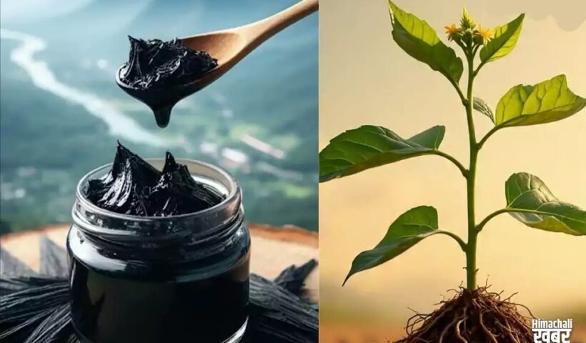 10 घोड़ों जितनी ताकत चाहिए तो शिलाजीत नहीं इस एक जंगली जड़ी-बूटी का करें इस्तेमाल