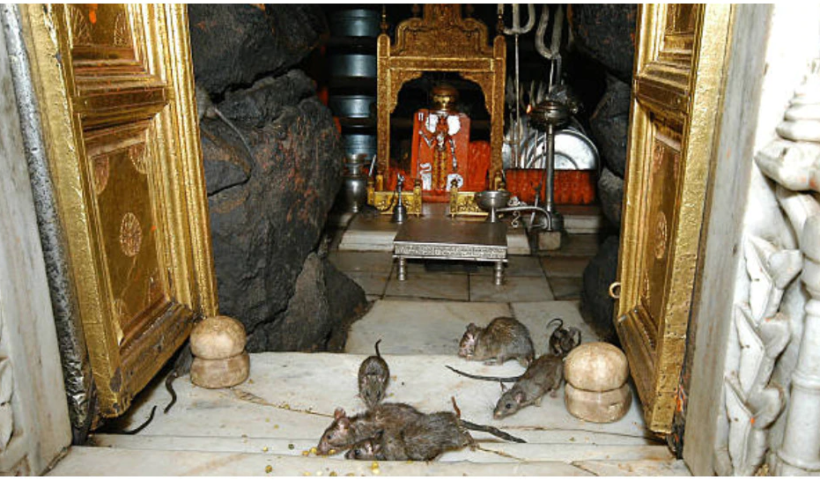 25हजार चूहों से भरा है​ माता का ये अनोखा मंदिर माता के दर्शनों से पहले मिलते हैं विशेष निर्देश