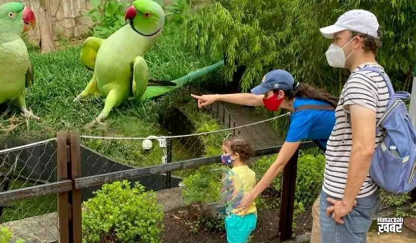 5 तोतों ने चिड़ियाघर की इज्जत पानी में मिला दी, दर्शक आते तो उन्हें देते गंदी-गंदी गाली