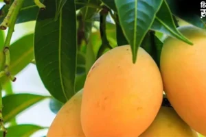 Mango Side Effects: आम खाने से पहले यहां जान लीजिए, आपको खाना चाहिए या नहीं, किसे है ख़तरा?