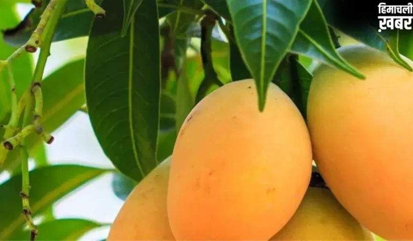 Mango Side Effects: आम खाने से पहले यहां जान लीजिए, आपको खाना चाहिए या नहीं, किसे है ख़तरा?
