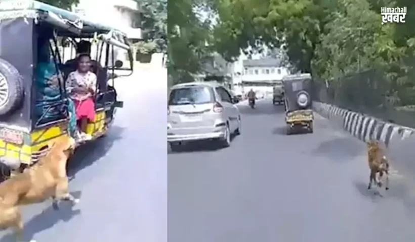 Video:रोटी देने वाले दोस्त के​ पीछे 5 KM तक दौड़ता रहा कुत्ता पूरी कहानी भावुक कर देगी