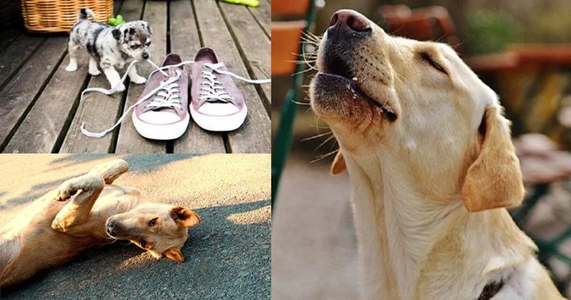 अगर कुत्ता करने लगी ऐसी हरकतें तो समझिये होने वाला है कोई बड़ा अपशगुन