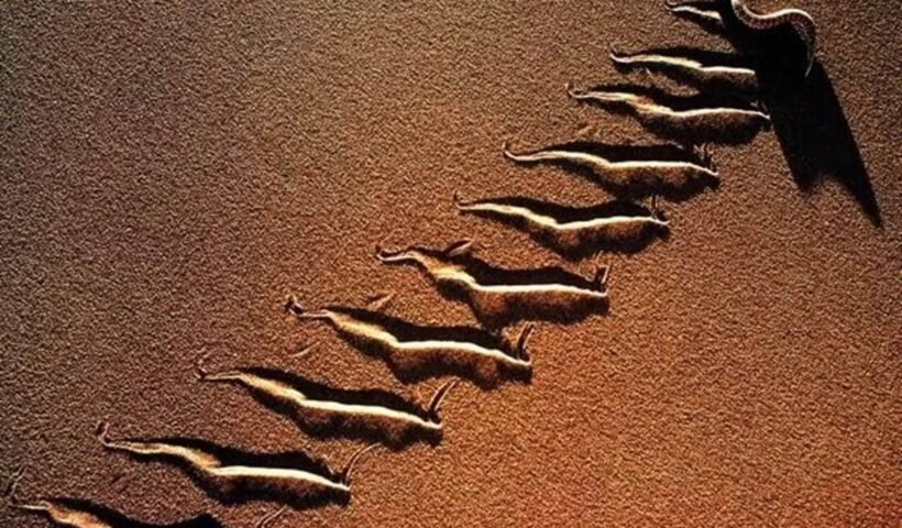 अगर रेत पर दिखे ऐसा निशान तो तुरंत हो जाएं सावधान, मौत कर सकती है कभी भी हमला!