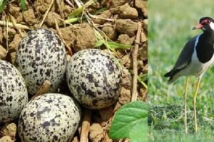 अपनेˈ बच्चों को इस दुनिया में लाने के लिए पारस पत्थर का इस्तेमाल करती है ये पक्षी, जानिये कैसे