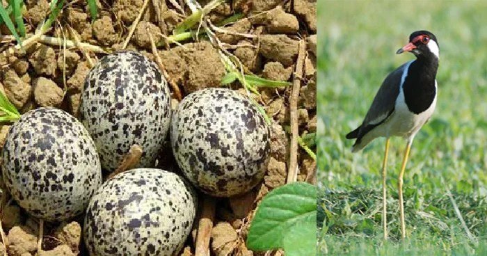 अपनेˈ बच्चों को इस दुनिया में लाने के लिए पारस पत्थर का इस्तेमाल करती है ये पक्षी, जानिये कैसे