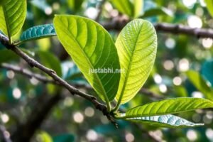 अमरूद की पत्तियां मधुमेह, मोटापा व शुक्राणु कमी आदि 10 बड़े रोगों में रामबाण औषिधि है.