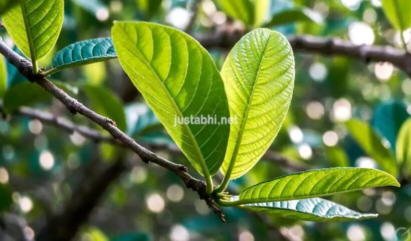 अमरूद की पत्तियां मधुमेह, मोटापा व शुक्राणु कमी आदि 10 बड़े रोगों में रामबाण औषिधि है.