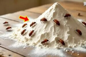 आटे को कीड़ों से बचाने के लिए किचन में मौजूद इन चीजों का करें इस्तेमाल