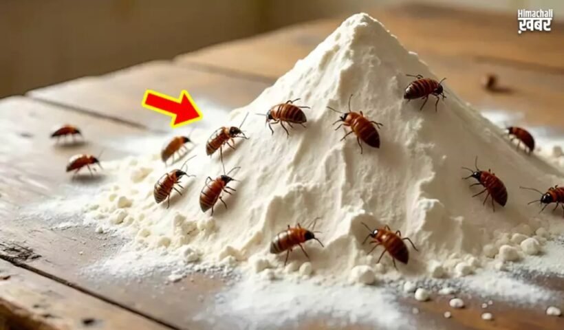 आटेˈ को कीड़ों से बचाने के लिए किचन में मौजूद इन चीजों का करें इस्तेमाल