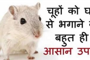आपके घर में चूहे कभी नहीं आएंगे, चूहे भगाने का अब तक का सबसे रामबाण उपाय
