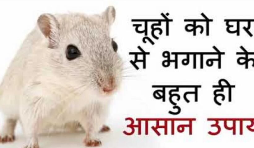 आपके घर में चूहे कभी नहीं आएंगे, चूहे भगाने का अब तक का सबसे रामबाण उपाय