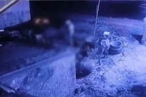 इंसानियतˈ शर्मसार! खूंटे से बंधी भैंस संग किया मुंह काला घटना सीसीटीवी में कैद