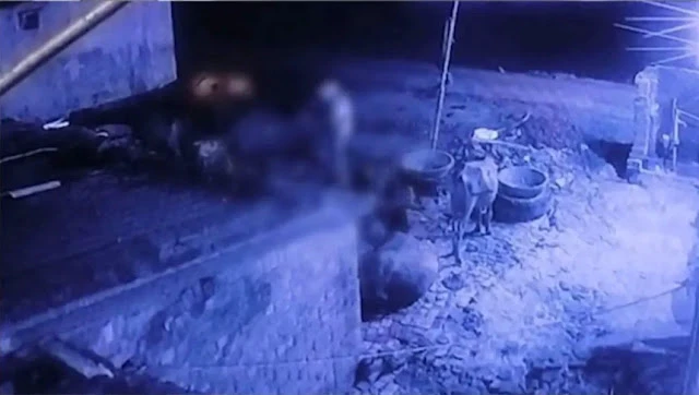 इंसानियतशर्मसार! खूंटे से बंधी भैंस​ संग किया मुंह काला घटना सीसीटीवी में कैद