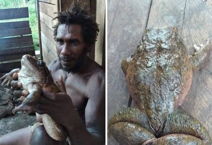 इंसानीˈ बच्चे जितना बड़ा है ये विशालकाय मेंढक, देखकर छूट जाएंगे पसीने