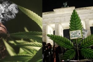 इस देश में गांजा हुआ लीगल, अब घर में ही उगा सकेंगे नशे के ये 3 पौधे, नाम जानकर आपको भी होगी खुशी