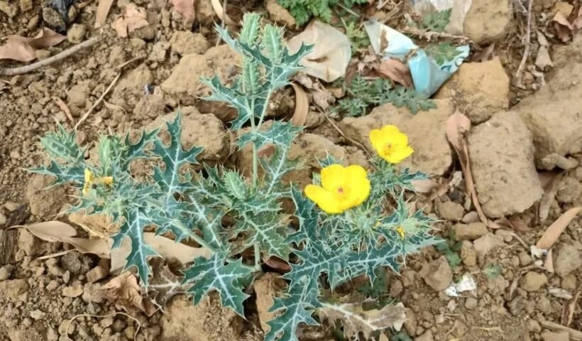 इस पौधे की एक पत्ती दूर कर देती है बांझपन, बिना महंगे इलाज के घर में गूंज उठती है किलकारी