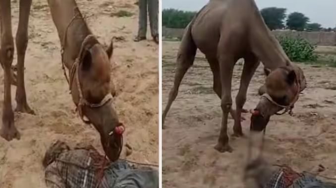 ऊंटने मालिक का सिर जबड़े​ में फंसा कर तरबूज की तरह तोड़ दिया 10 सेकंड में ही मौत… खौफनाक था मंजर