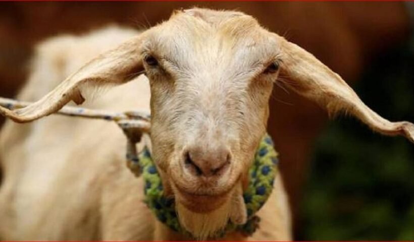 कंबल में चिपके थे बकरी के बाल… और ऐसे पकड़ा गया मासूम बच्ची का हत्यारा, पटना का सनसनीखेज मामला