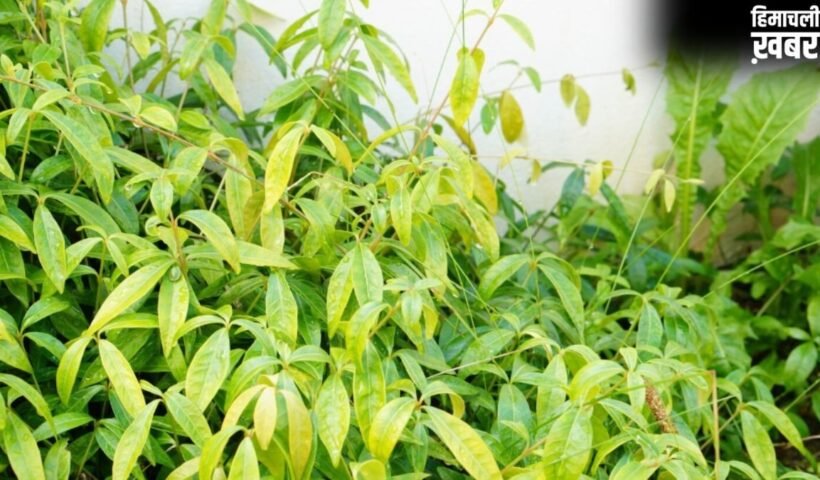 करी पत्ते के पौधे में क्यों डालना चाहिए छाछ? जानें क्या होता है