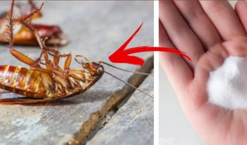 किचनˈ से कॉकरोच की हो जाएगी पर्मानेंट छुट्टी बस करना होगा ये छोटा सा काम