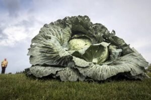 किसानने उगाया इतना वज़नी गोबी​ कि उठाते-उठाते फूल जाएंगी आपकी सांसे देखें तस्वीरें