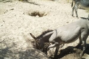 कुएंˈ में गिर गया बूढ़ा गधा लोग उसे वहीं दफनाने को मिट्टी डालने लगे लेकिन फिर हुआ ये चमत्कार