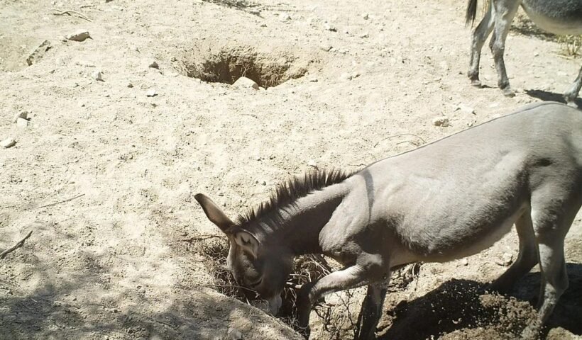कुएंˈ में गिर गया बूढ़ा गधा लोग उसे वहीं दफनाने को मिट्टी डालने लगे लेकिन फिर हुआ ये चमत्कार