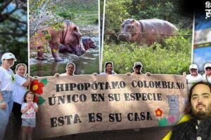 कोलंबिया में हिप्पो पर संकट, अनंत अंबानी के वनतारा ने दिया सुरक्षित पुनर्वास का विकल्प