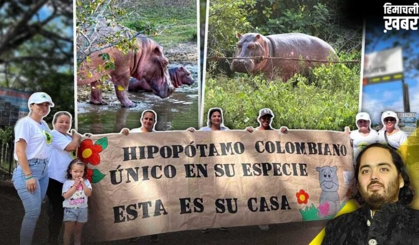 कोलंबिया में हिप्पो पर संकट, अनंत अंबानी के वनतारा ने दिया सुरक्षित पुनर्वास का विकल्प