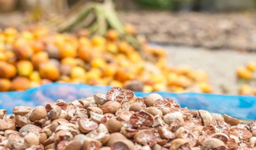 क्या एक सुपारी पलट सकती है किस्मत? जानें कैसे एक साधारण बीज बन सकता है धन और सौभाग्य का राज