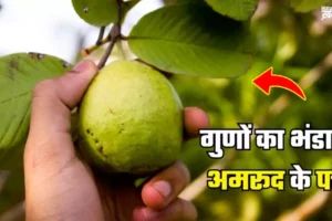 क्योंˈ हैं अमरूद की पत्तियां इतनी खास? बीमारियों को दूर भगाने वाले कमाल के फायदे जानें