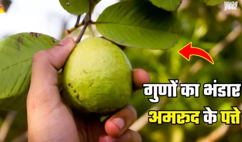 क्योंहैं अमरूद की पत्तियां इतनी​ खास? बीमारियों को दूर भगाने वाले कमाल के फायदे जानें