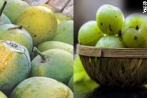 गंगा एक्सप्रेस-वे बनेगा गेमचेंजर, आम और आंवला व्यापार को मिलेगा बूस्ट