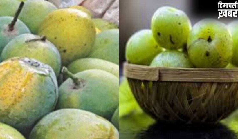 गंगा एक्सप्रेस-वे बनेगा गेमचेंजर, आम और आंवला व्यापार को मिलेगा बूस्ट