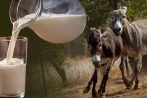 गधीका दूध 7000 रुपये लीटर:​ हैरान करने वाली वजह जो आपको रातों की नींद उड़ा देगी!