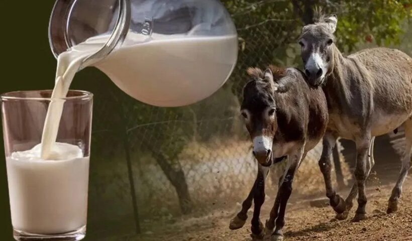 गधीका दूध 7000 रुपये लीटर:​ हैरान करने वाली वजह जो आपको रातों की नींद उड़ा देगी!