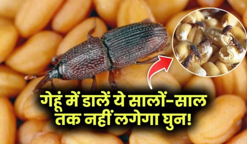 गेहूं में डालें ये सालों-साल तक नहीं लगेगा घुन! कीड़े-मकोड़े पास भी नहीं आते