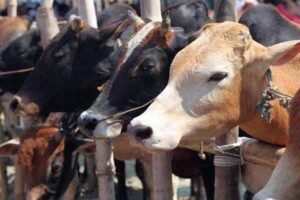 गौ-तस्करों की खैर नहीं! पुलिस ने लिया बड़ा एक्शन, 50 लाख से ज्यादा कैश; सोना-चांदी और हथियार बरामद