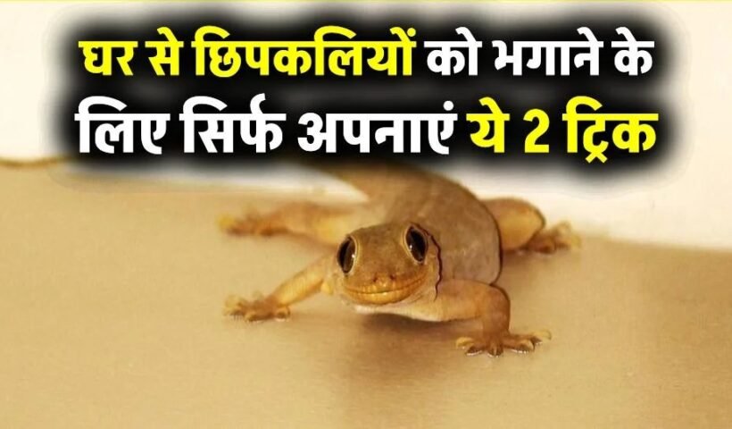 घर में छिपकलियों का आतंक खत्म! सिर्फ ₹2 में अपनाएं ये 2 ट्रिक, असर चौंकाने वाला