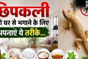 घर में छिपकलियों की संख्या हो गई है ज्यादा, भगाने के लिए अपना सकते हैं 3 घरेलू उपाय